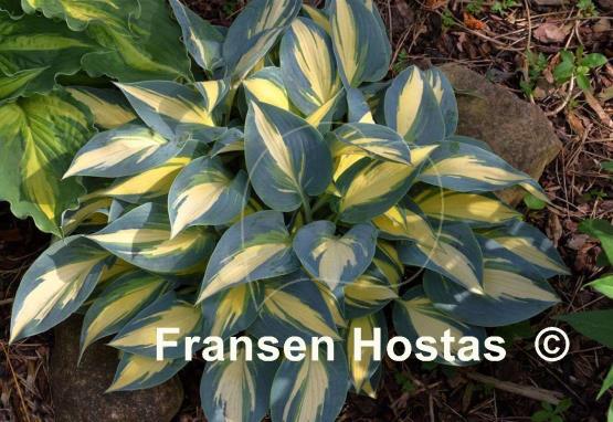 Hosta High Society